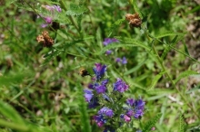 Biene auf Wildblumenwiese