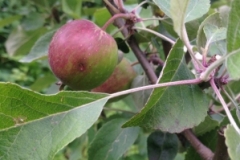 Spalierobst