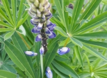 Lupinchen